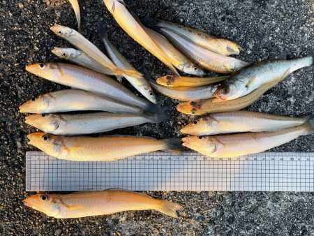 いつまでキスは釣れるかな？ついに落ちギス来…